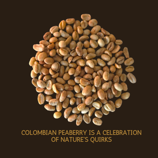 Colombia's Hidden Gem: The Caracolillo Peaberry