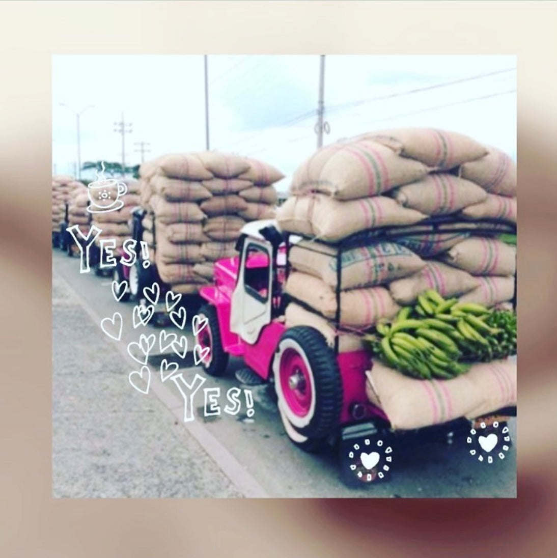 The Coffee Triangle and "Las Mulas Mecánicas"